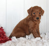 Goldendoodle For Sale Fredericksburg OH Male-Charlie