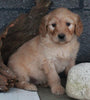 Standard Goldendoodle For Sale Fresno OH Male-Nicholas
