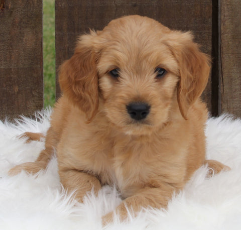 Mini Goldendoodle For Sale Millersburg OH Male-Otter