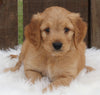 Mini Goldendoodle For Sale Millersburg OH Male-Otter