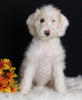 F1B Medium Labradoodle For Sale Millersburg OH Female-Flurry