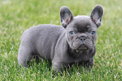 AKC Registered French Bulldog For Sale Millersburg, OH Male- Clifford