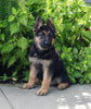 AKC Registered German Shepherd For Sale Millersburg OH Female-Noelle