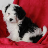 Mini Aussiedoodle For Sale Applecreek OH Male-Benji