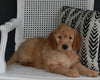 Goldendoodle For Sale Fresno OH Male-Maverick