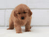 AKC Registered Golden Retriever For Sale Millersburg, OH Male- Buddy