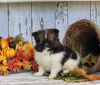 ACA Registered Pomeranian For Sale Millersburg OH Female-Isabella