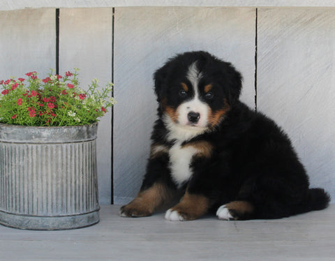 AKC Registered Bernese Mountain Dog For Sale Millersburg OH Male-Mack
