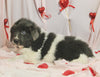 AKC Registered Newfoundland For Sale Millersburg OH Female-Bella