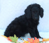 Medium F1B Labradoodle For Sale Millersburg OH Female-Hailey