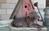 AKC Registered Silver Labrador Retriever For Sale Sugarcreek, OH Female- Stella