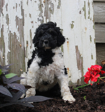 AKC Registered Standerd Poodle For Sale Millersburg OH Female-Diana