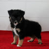 Mini Australian Shepherd For Sale Sugarcreek OH Male-Spencer