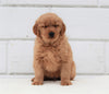 AKC Registered Golden Retriever For Sale Millersburg, OH Male- Buddy