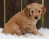 Mini Goldendoodle For Sale Millersburg OH Male-Otter