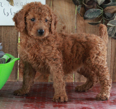 F1B Mini Goldendoodle For Sale Sugarcreek OH -Female Macey