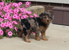 F1B Mini Aussiedoodle For Sale Applecreek OH Female-Fiona