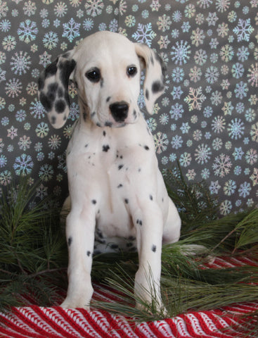 Dalmation For Sale Millersburg OH Male-Mitch