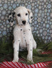 Dalmation For Sale Millersburg OH Male-Mitch
