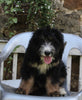 Bernedoodle For Sale Millersburg OH Female-Reese