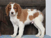 Medium F1BB Goldendoodle For Sale Millersburg, OH Male- Arnold