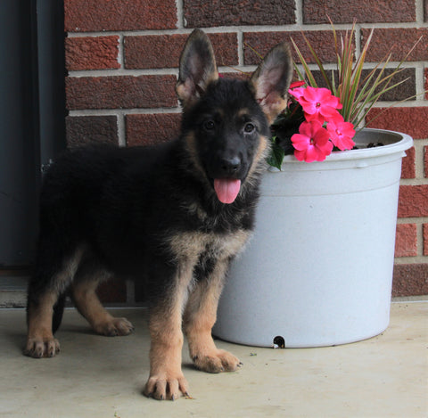 AKC Registered German Shepherd For Sale Millersburg OH Female-Bridget