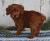 AKC Registered Toy Poodle For Sale Millersburg OH Male-Chester