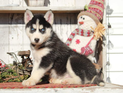 AKC Registered Siberian Husky For Sale Millersburg, OH Female- Suetta