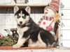 AKC Registered Siberian Husky For Sale Millersburg, OH Female- Suetta
