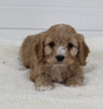 Cavapoo For Sale Fresno OH Female-Stormie