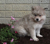 Pomsky For Sale Holmesville OH Male-Bear