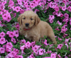 AKC Registered Golden Retriever For Sale Holmesville OH Male-Andre