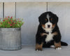 AKC Registered Bernese Mountain Dog For Sale Millersburg OH Male-Mack