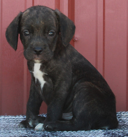 Beabull For Sale Wooster OH Male-Terrence