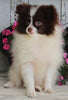 ACA Registered Pomeranian For Sale Millersburg OH -Female Sally