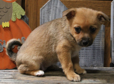 Pomeranian Mix For Sale Millersburg OH Female-Amber