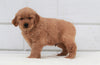 AKC Registered Golden Retriever For Sale Millersburg, OH Male- Buddy