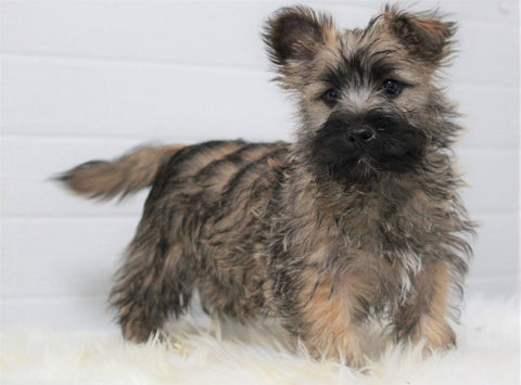 AKC Registered Cairn Terrier For Sale Millersburg, OH Male- Sparky