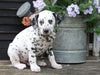 AKC Registered Dalmatian For Sale Millersburg, OH Male- Oscar