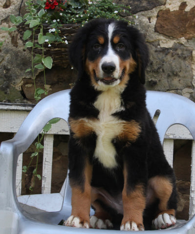 Bernedoodle For Sale Millersburg OH Female-Sky