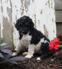AKC Registered Standerd Poodle For Sale Millersburg OH Female-Diana