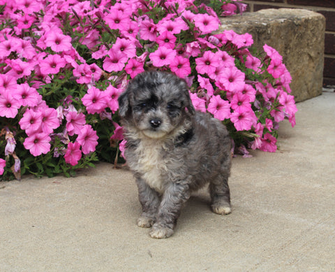 F1B Mini Aussiedoodle For Sale Applecreek OH Male-Flynn