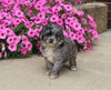 F1B Mini Aussiedoodle For Sale Applecreek OH Male-Flynn