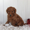 Goldendoodle For Sale Fredericksburg OH Male-Smokie