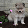 Pomsky For Sale Holmesville OH Male-Bear