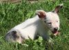 Mini Australian Shepherd Mix For Sale Sugarcreek OH Male-Champ