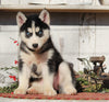 AKC Registered Siberian Husky For Sale Millersburg, OH Female- Suetta