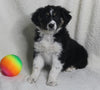 Australian Shepherd For Sale Baltic OH Female-Noelle