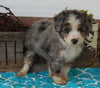 Mini Aussiedoodle For Sale Millersburg OH Female-Chloe