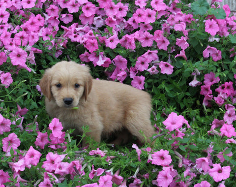 AKC Registered Golden Retriever For Sale Holmesville OH Female-Avery